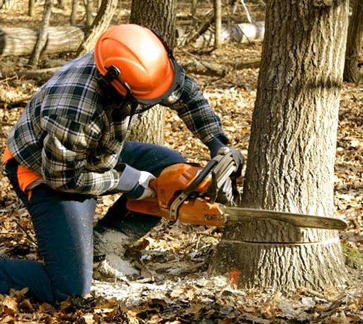 Tree Removal in French Village, MO